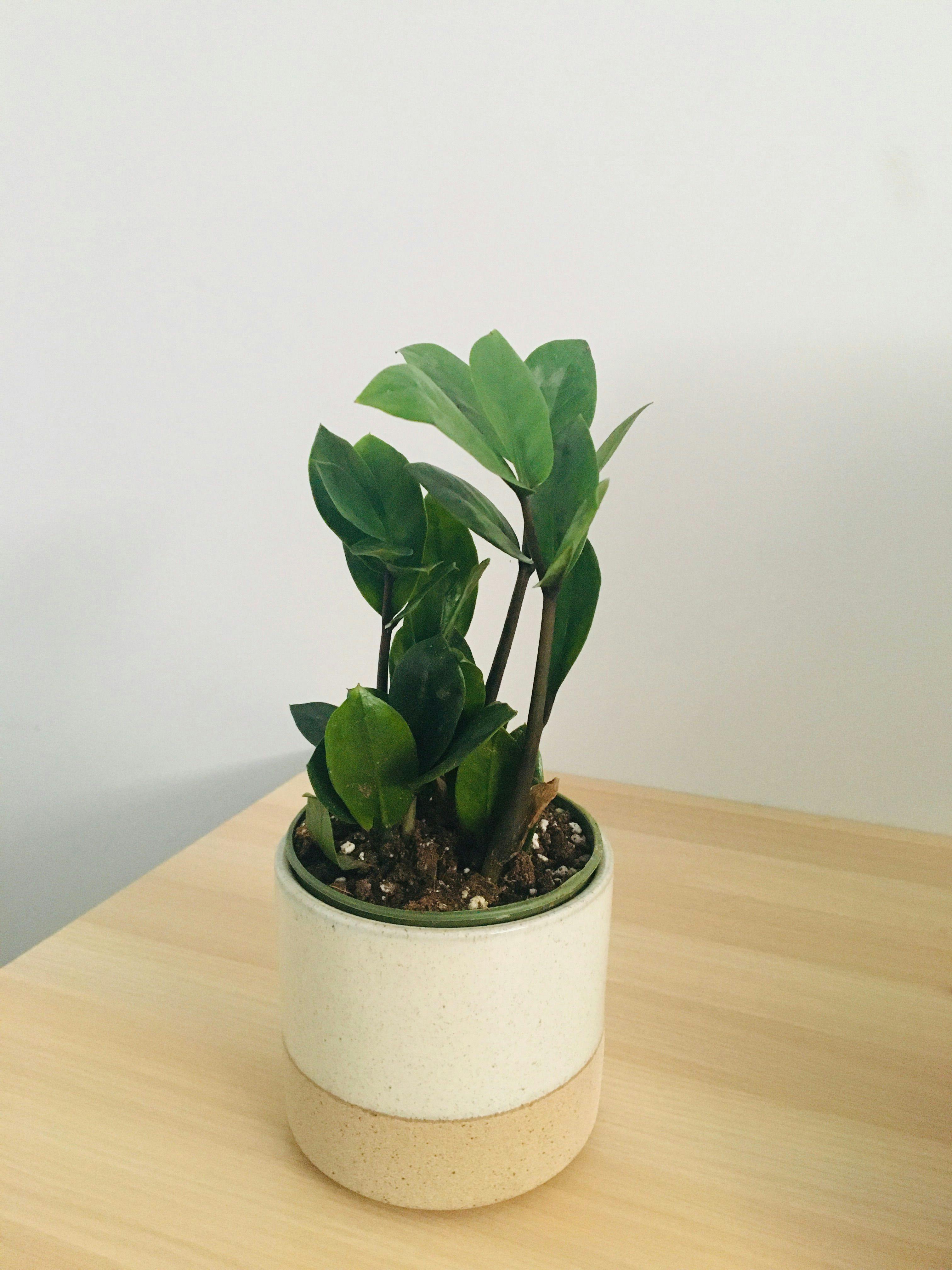 Received a ZZ plant from Mark ❤️🌱